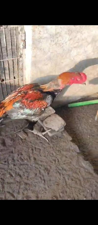aseel barme bakohay male for sale