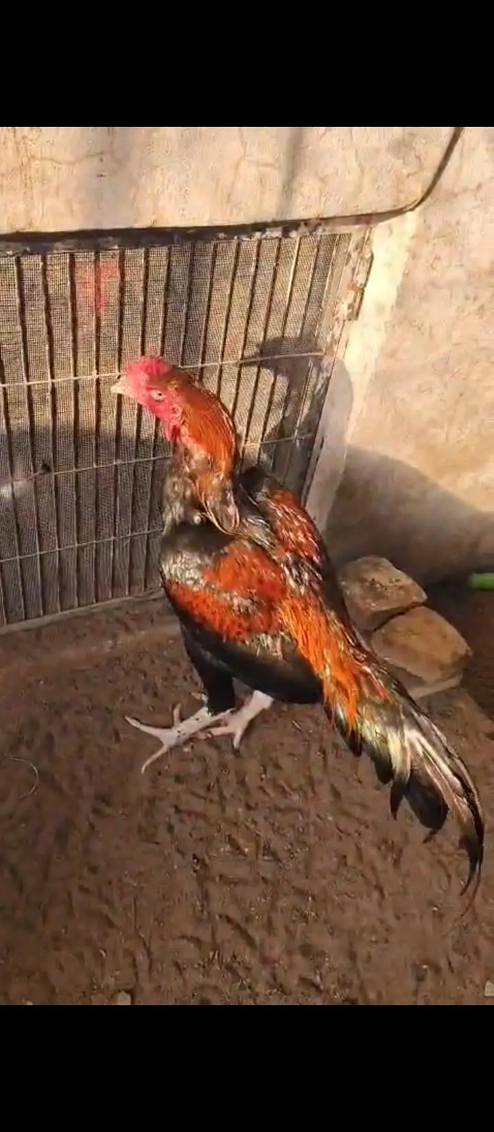 aseel barme bakohay male for sale — photo 2
