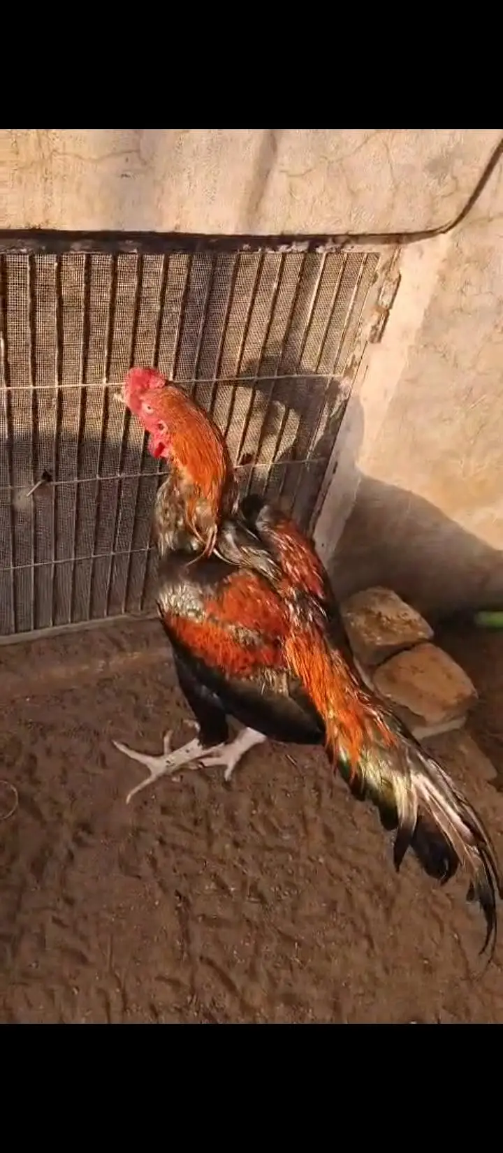 aseel barme bakohay male for sale — photo 3