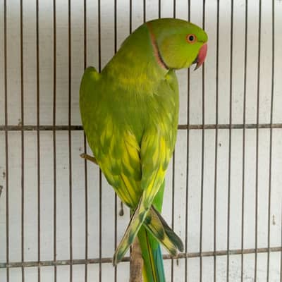 Ringneck Pied Male Breeder