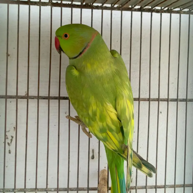 Ringneck Pied Male Breeder — photo 2