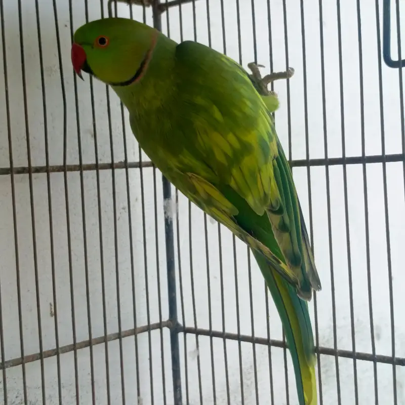Ringneck Pied Male Breeder — photo 3