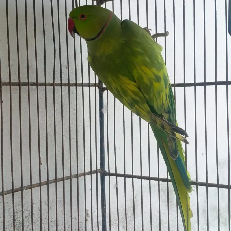 Ringneck Pied Male Breeder — photo 4