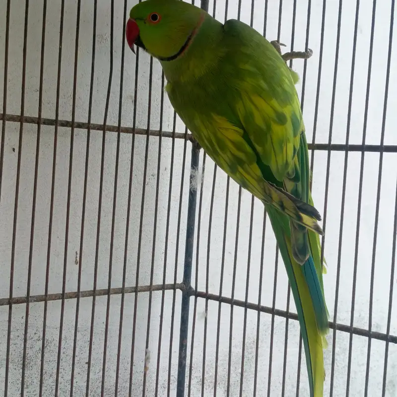 Ringneck Pied Male Breeder — photo 5