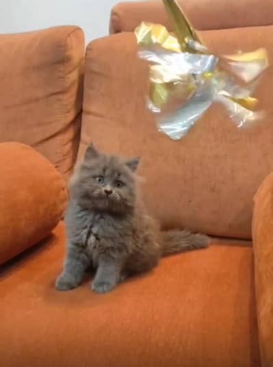 Persian kittens whatp ///0332 ///6742860///