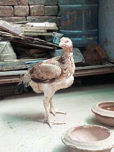 aseel 4male and 4female