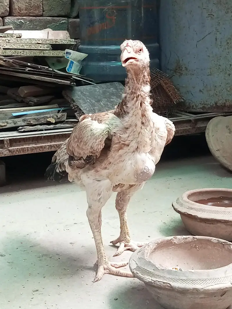 aseel 4male and 4female — photo 2