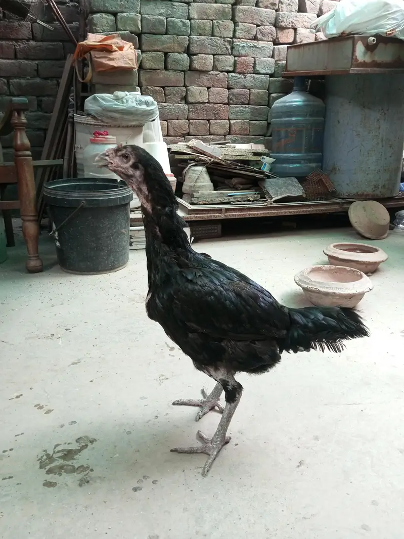 aseel 4male and 4female — photo 3
