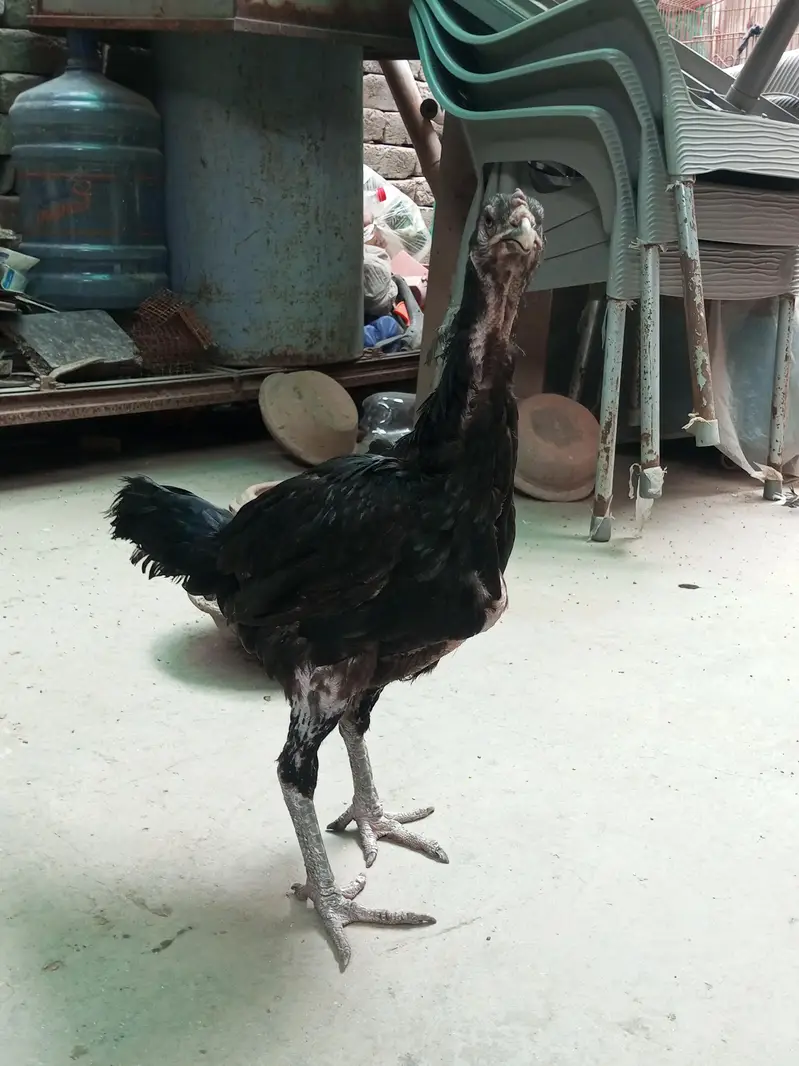aseel 4male and 4female — photo 4
