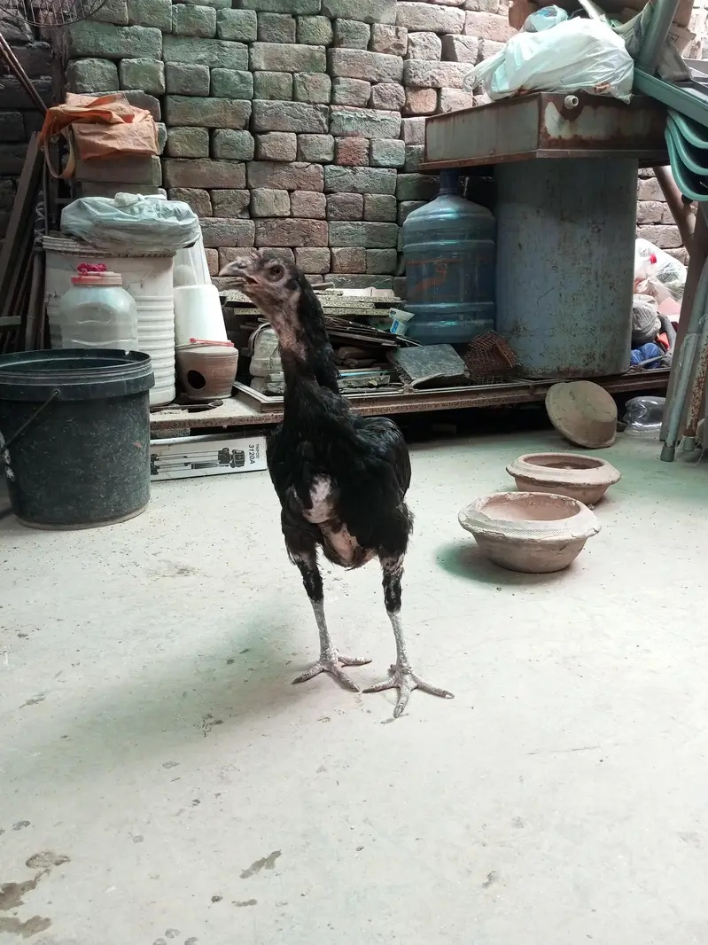 aseel 4male and 4female — photo 5