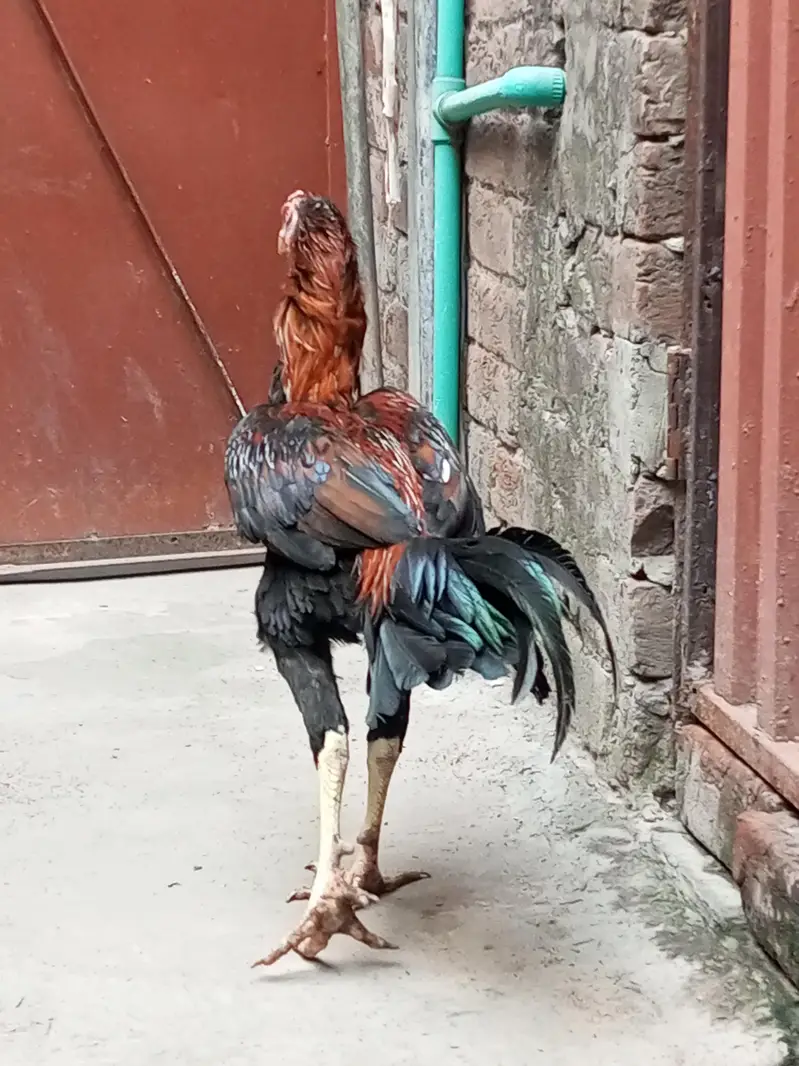 aseel 4male and 4female — photo 7