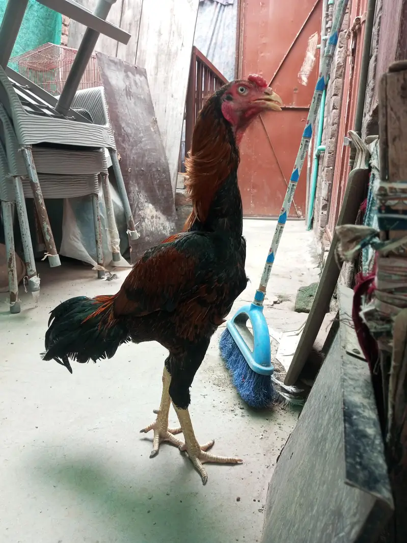 aseel 4male and 4female — photo 8