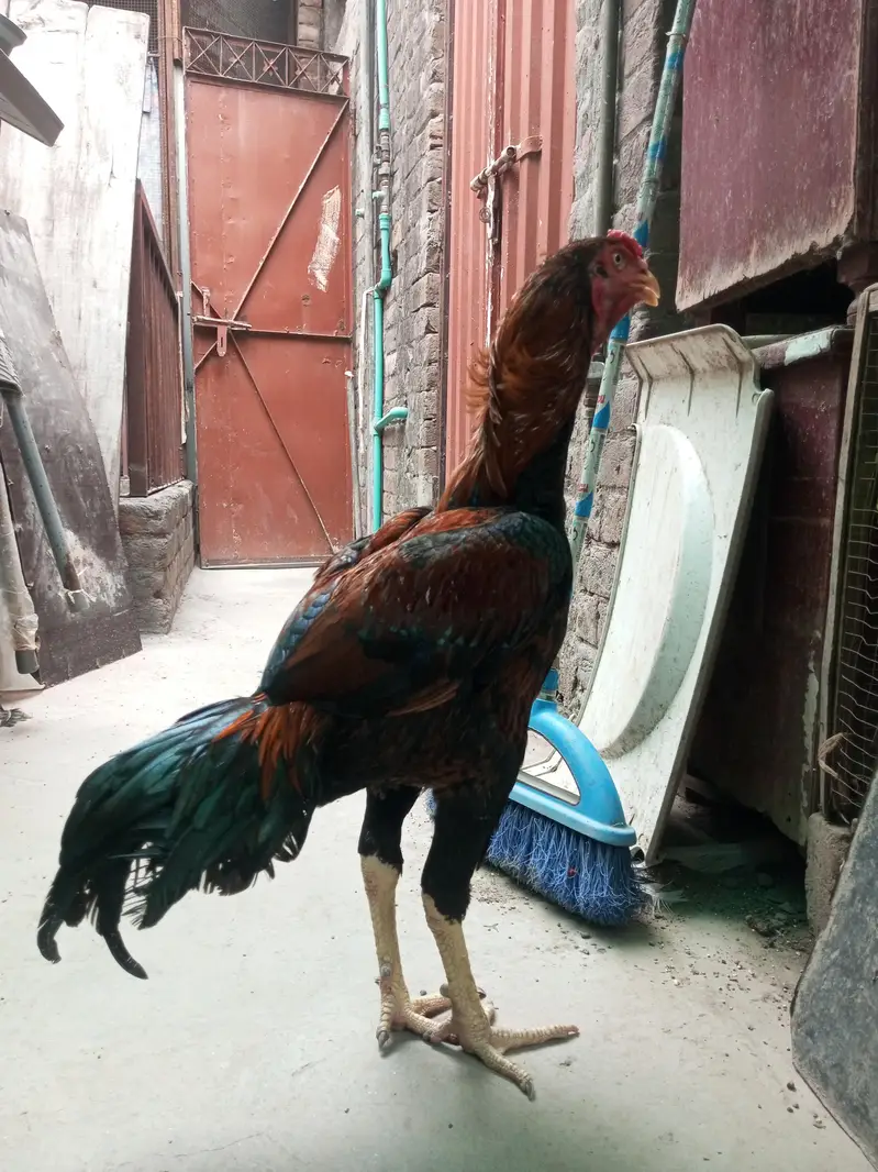 aseel 4male and 4female — photo 9