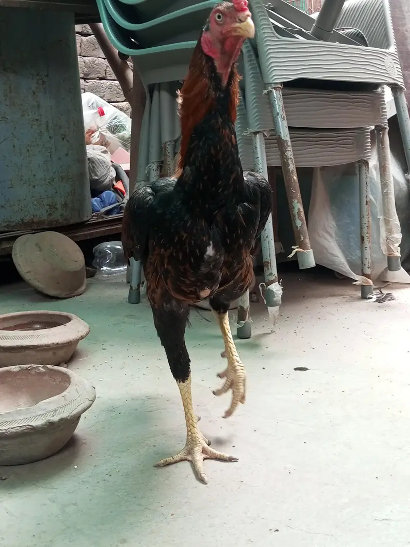 aseel 4male and 4female — photo 10