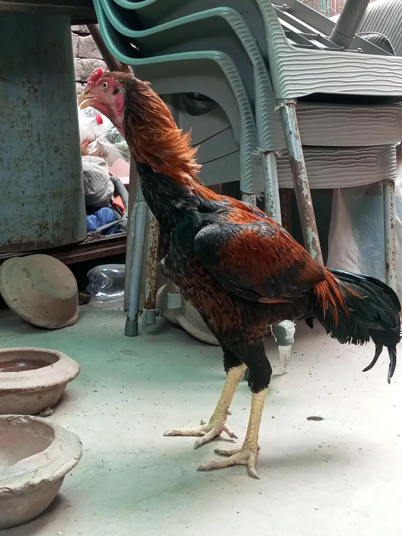 aseel 4male and 4female — photo 11
