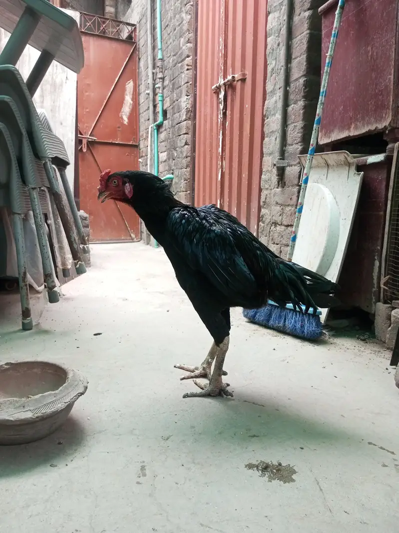 aseel 4male and 4female — photo 12