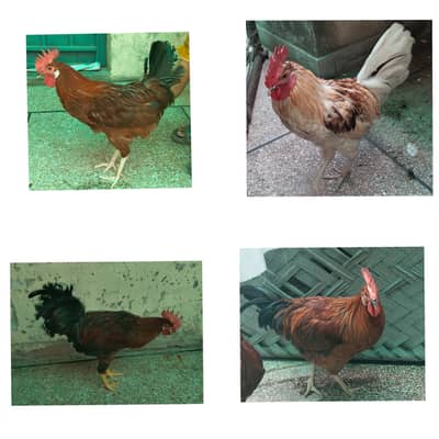 Desi Misri Murga for Sale | Healthy & Active