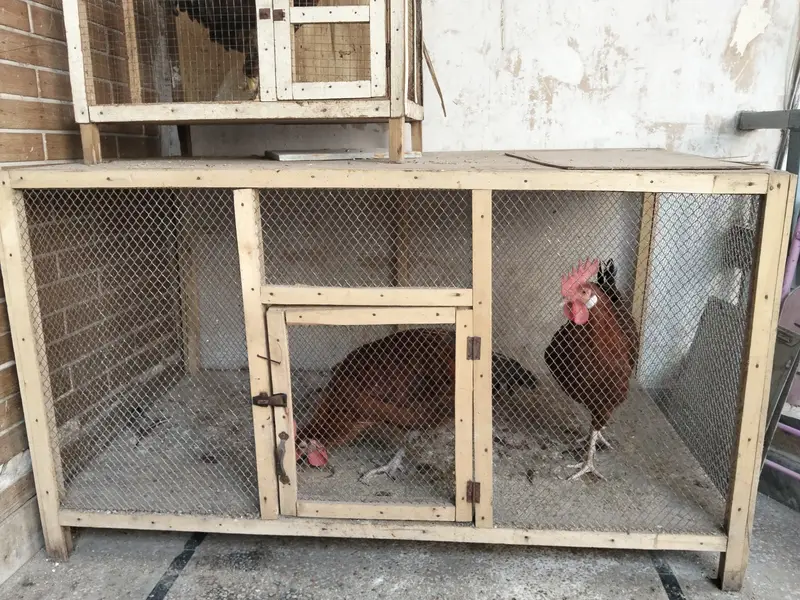 Desi Misri Murga for Sale | Healthy & Active — photo 2
