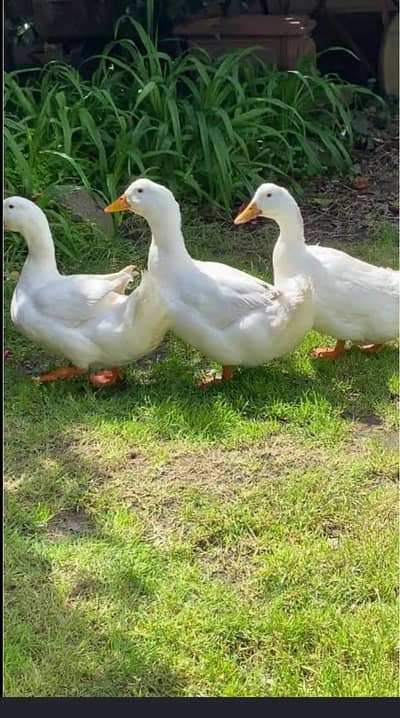 3 ducks 2 male 1 female. Pure white, yellow beaks , healthy conditin.