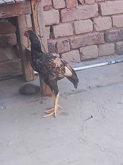 aseel patha for sale
