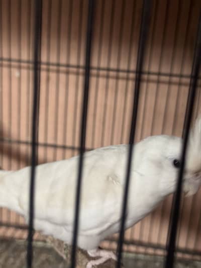 100% white eno red eyes breeder pair for sale