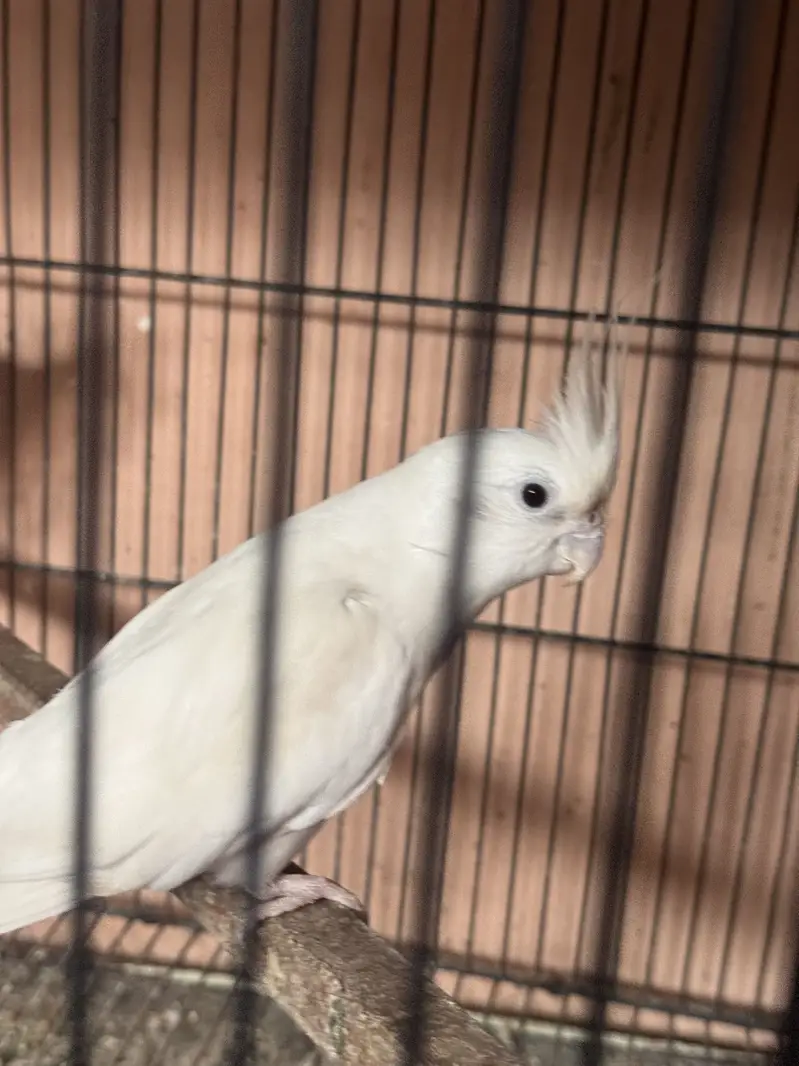 100% white eno red eyes breeder pair for sale — photo 2