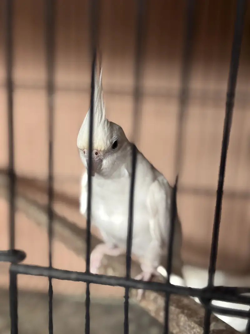 100% white eno red eyes breeder pair for sale — photo 3