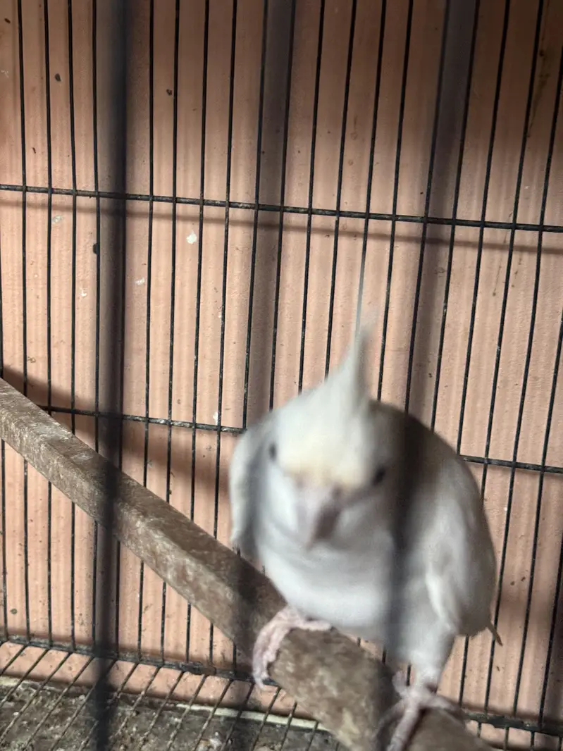 100% white eno red eyes breeder pair for sale — photo 4