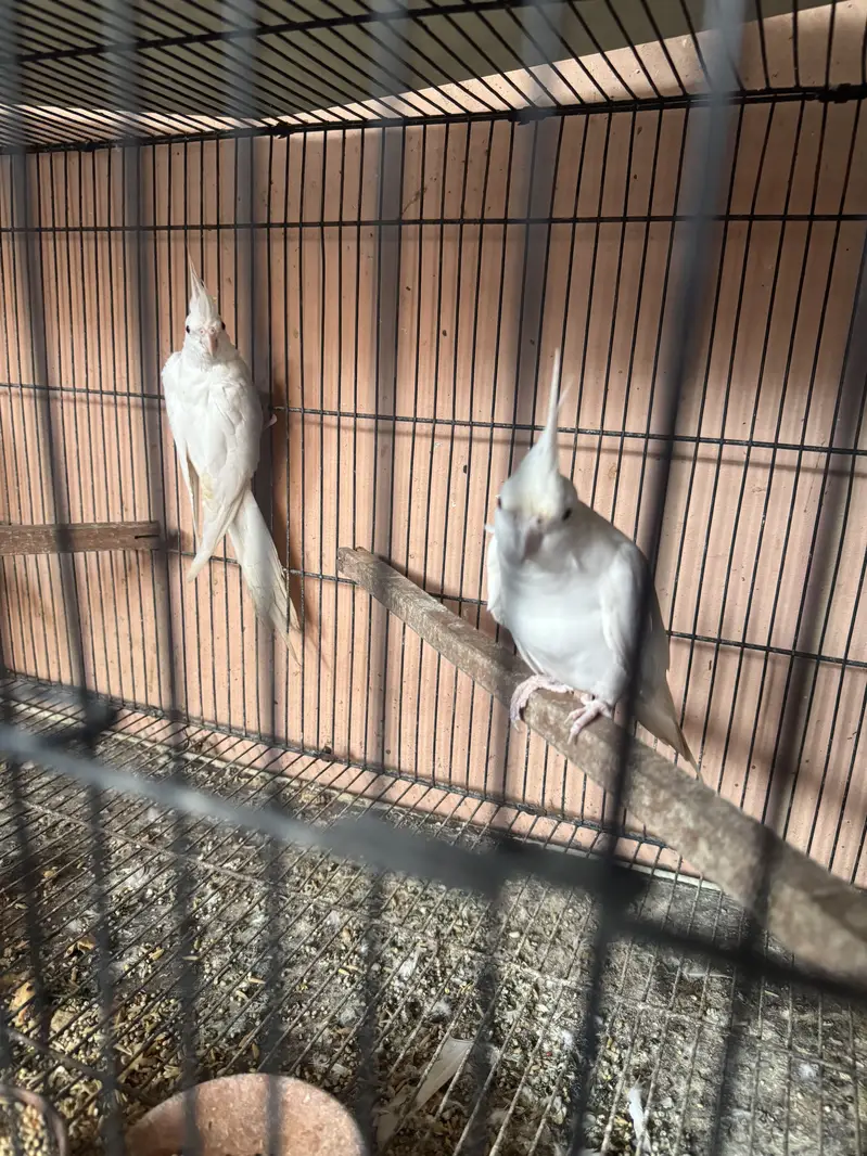 100% white eno red eyes breeder pair for sale — photo 5