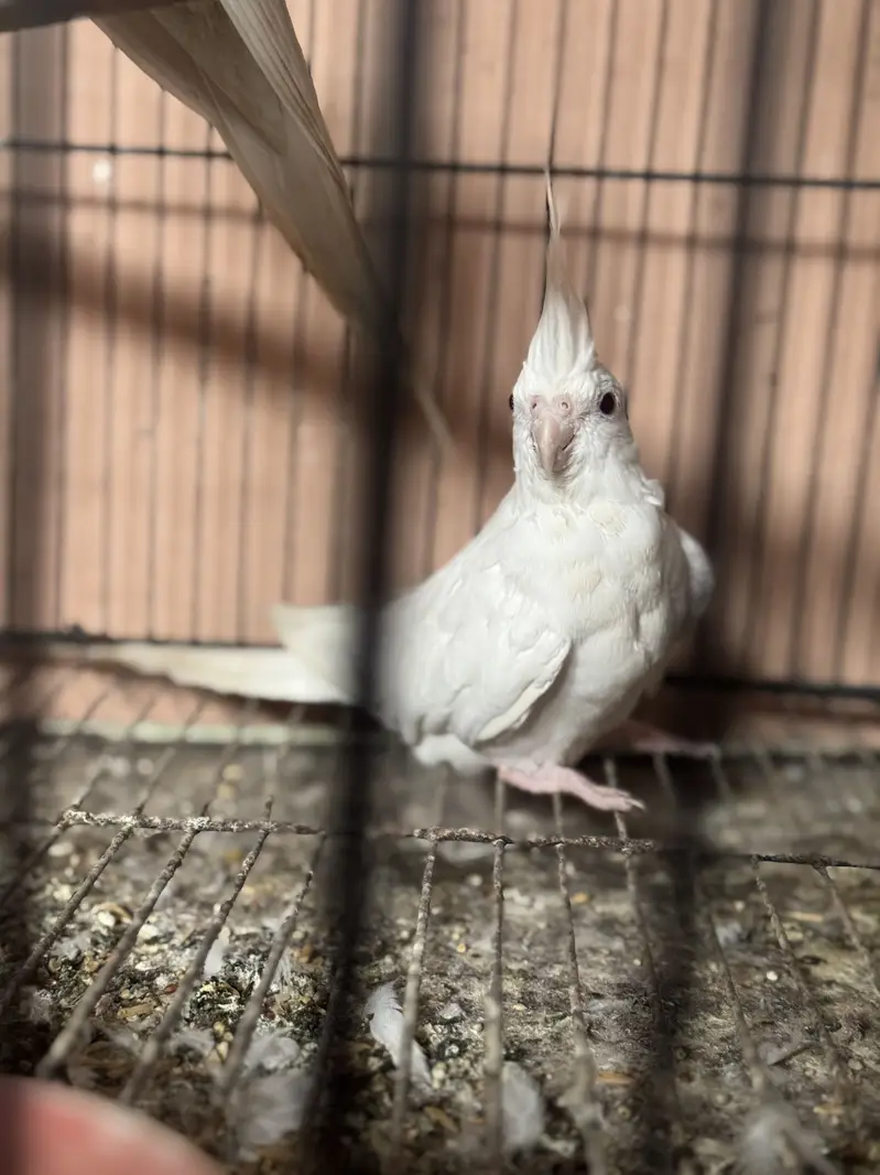 100% white eno red eyes breeder pair for sale — photo 6