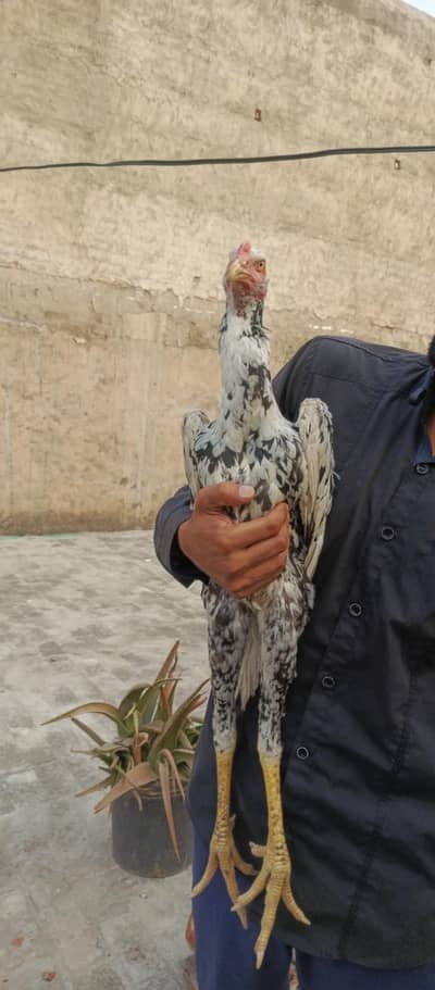 Aseel| hens| shamo| German| Japanese| original| breed| 100%|