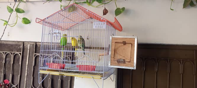 Australian parrots breeder pair with Chick and cage.