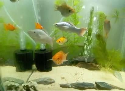 2 aquarium with 1 pair Oscar fish and molly fish