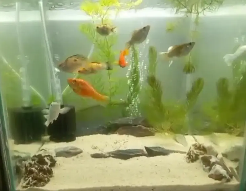 2 aquarium with 1 pair Oscar fish and molly fish — photo 2