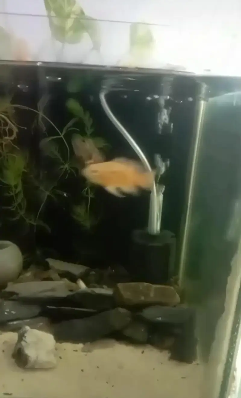 2 aquarium with 1 pair Oscar fish and molly fish — photo 3