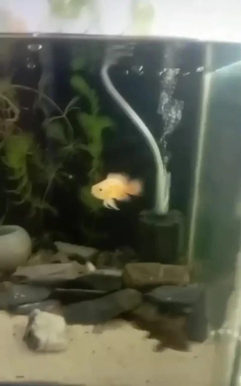 2 aquarium with 1 pair Oscar fish and molly fish — photo 4