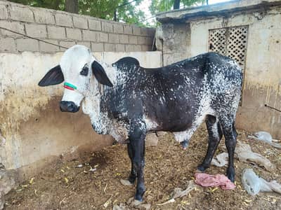 Pure Cholistani Bachra
