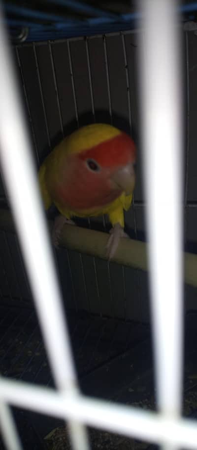 patha male and breeder female