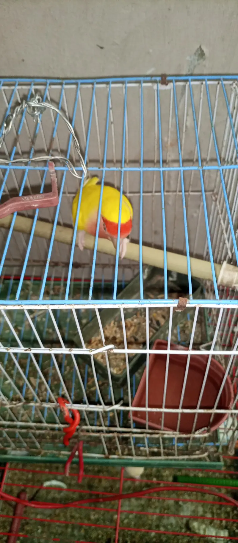 patha male and breeder female — photo 2