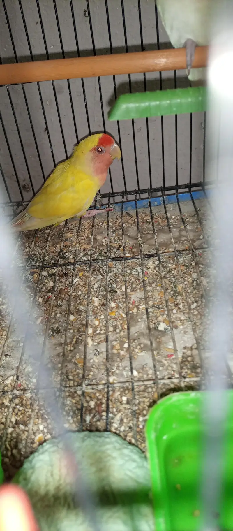 patha male and breeder female — photo 3