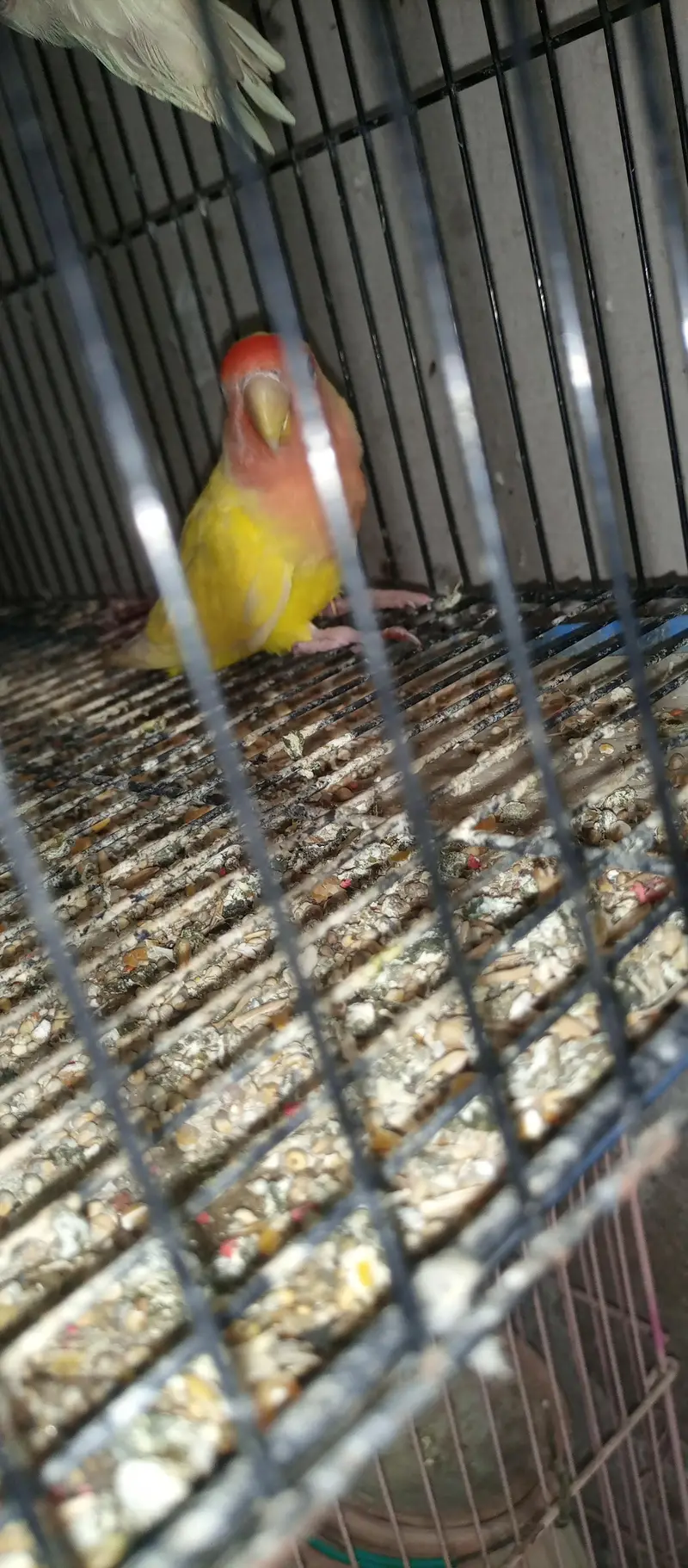 patha male and breeder female — photo 4