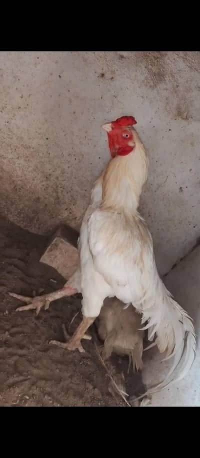 1 male for sale aseel Pakistan breed