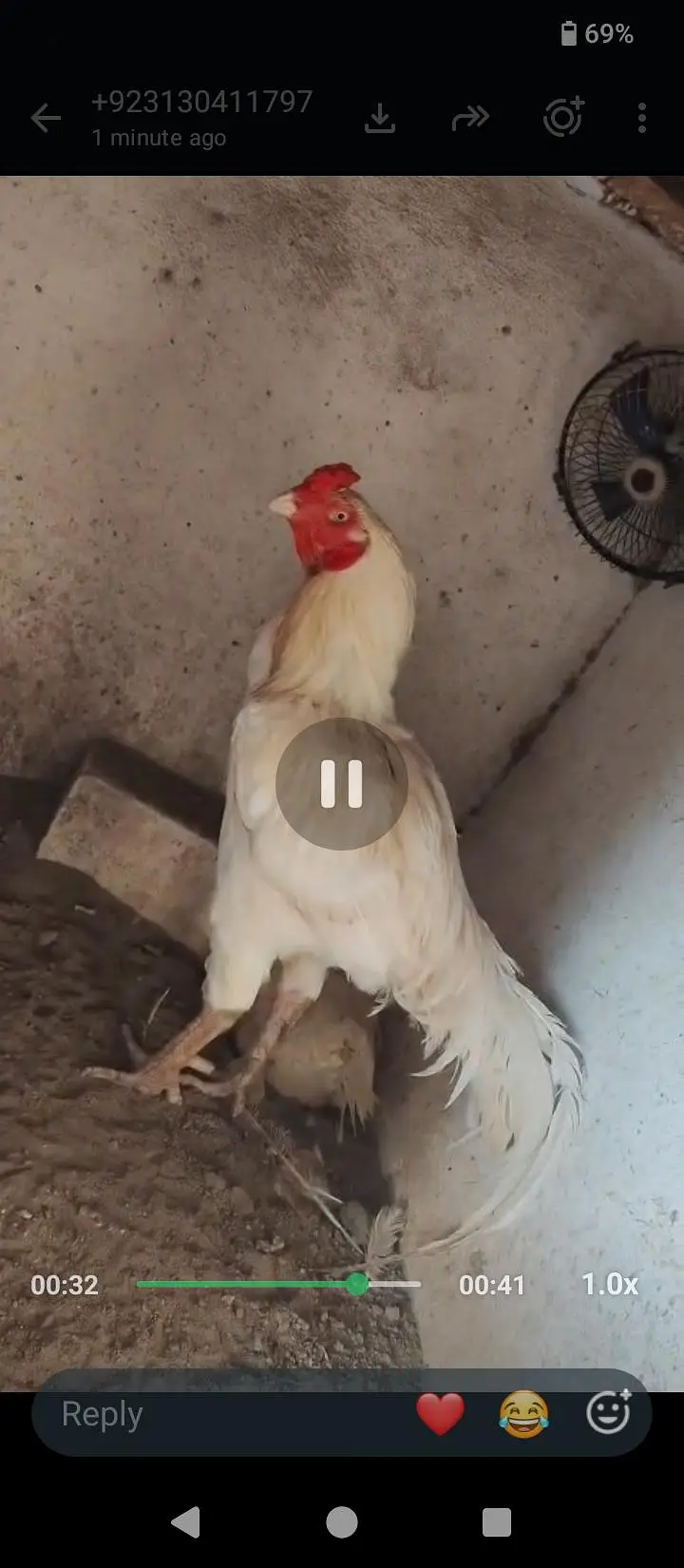 1 male for sale aseel Pakistan breed — photo 2