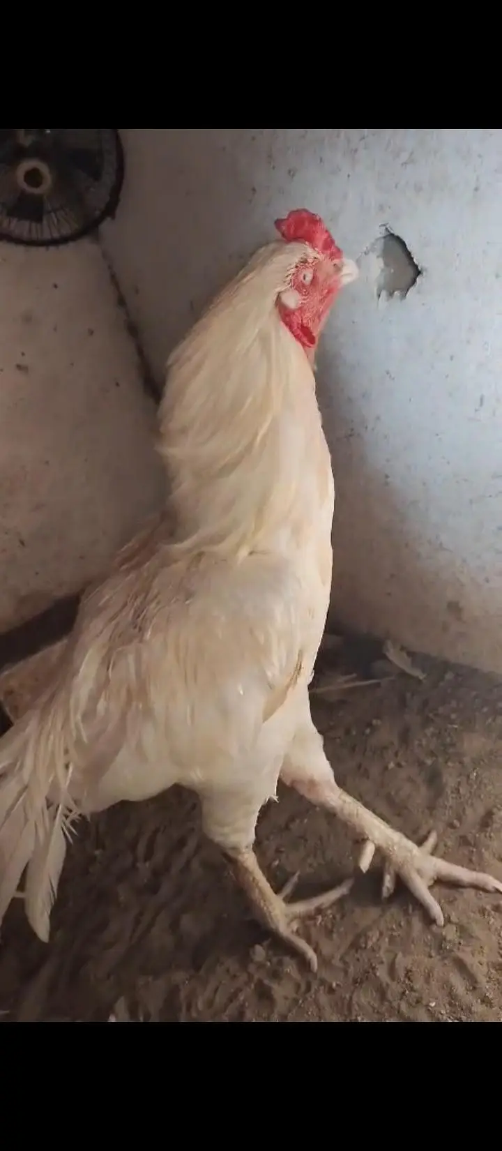 1 male for sale aseel Pakistan breed — photo 3