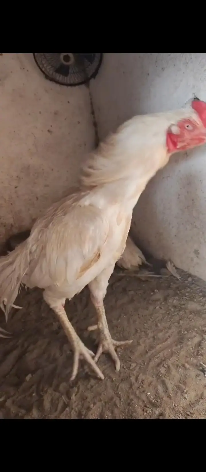 1 male for sale aseel Pakistan breed — photo 4
