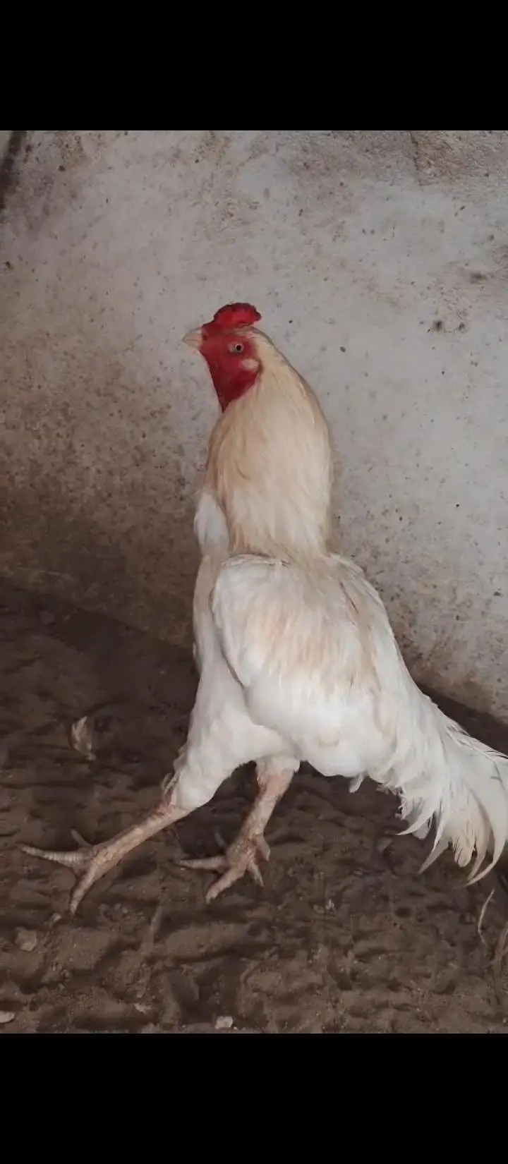 1 male for sale aseel Pakistan breed — photo 5