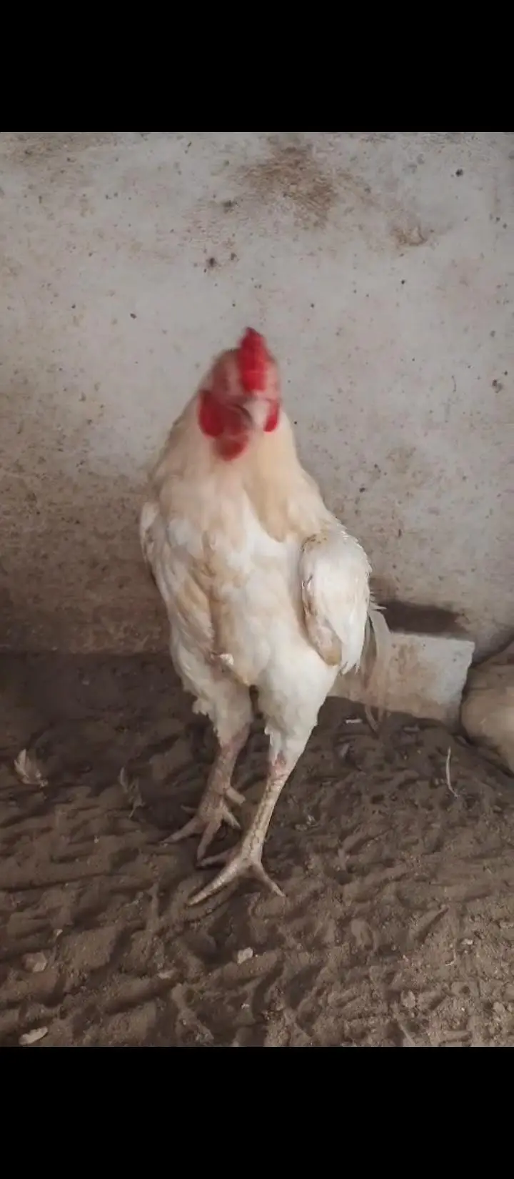 1 male for sale aseel Pakistan breed — photo 6