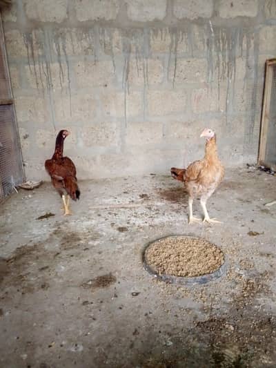 1 male ayamcemani 2 female aseel
