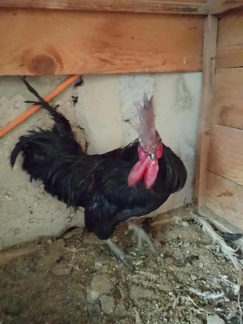 1 male ayamcemani 2 female aseel — photo 2
