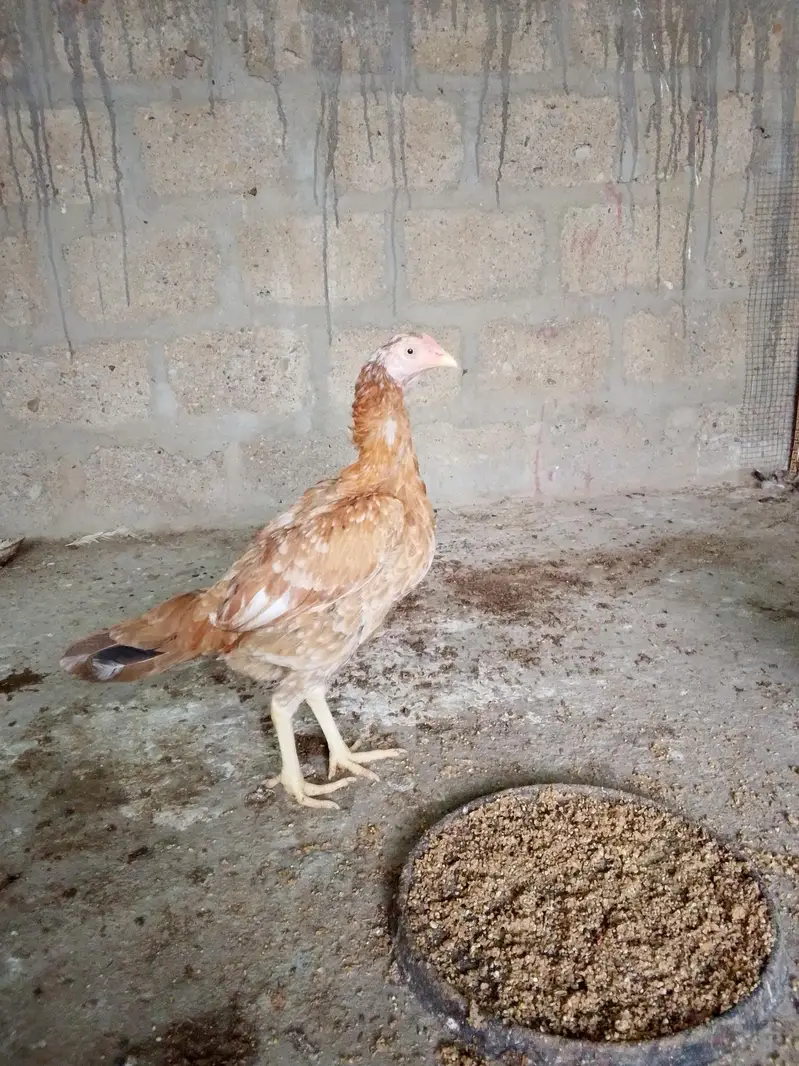1 male ayamcemani 2 female aseel — photo 3